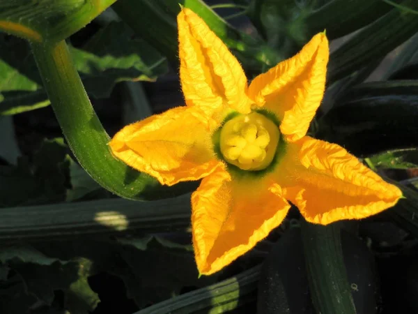 Schöne Gelbe Und Natürliche Zucchini Blüte Sehr Kühl — Stockfoto