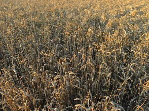 Campo Cereali Molto Bello Pronto Raccolta — Foto Stock