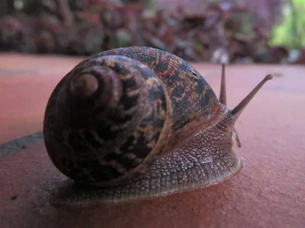 Schöne Schnecke Hat Eine Schöne Farbe Und Lässt Sich Zeit — Stockfoto