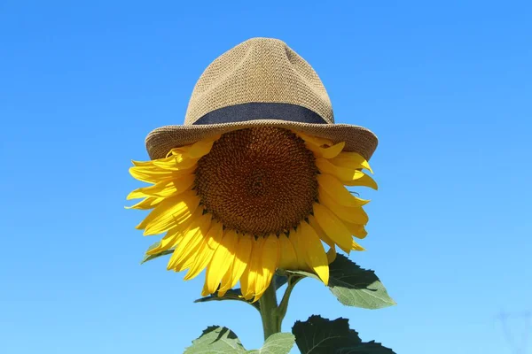güzel ayçiçeği güneş kapsayan bir şapka ile kaplı