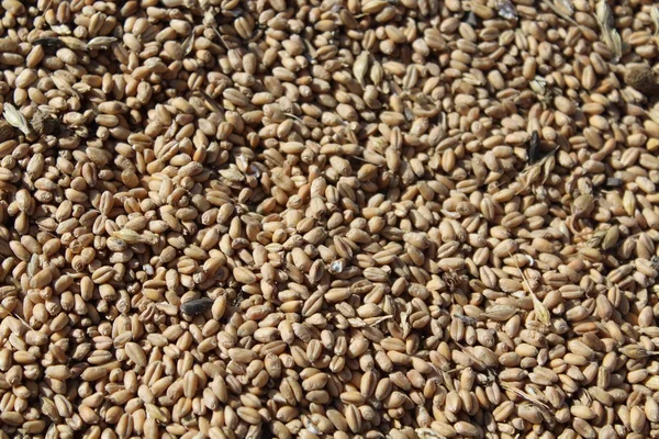 çok lezzetli tahıl zemin olmak kurutma