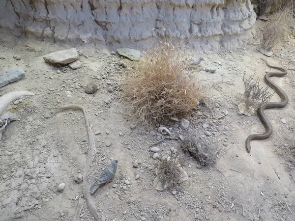 yemek ve açlık götürmek için avını slithering yılan