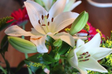 Çok güzel tropikal çiçekler çok büyük ve harika kokuyor.