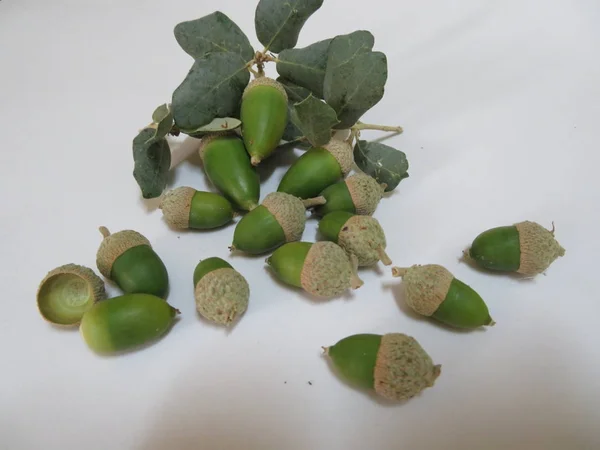 Güzel yeşil meşe palamutları İber domuz için lezzetli