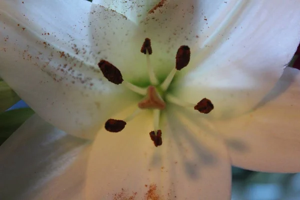 Красивые Крупные Цветки Большим Запахом — стоковое фото