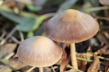 Yağmurdan sonra harika mantarlar, güneşle doğdu