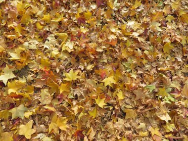 Güzel renk sonbahar ağacı düşen yapraklar