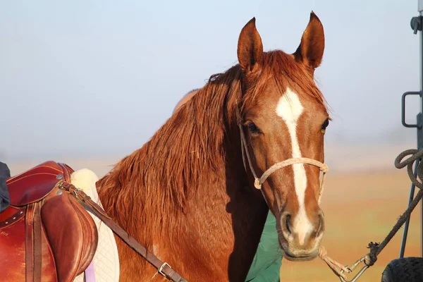 Bellissimo Cavallo Grande Pronto Essere Montato Goduto — Foto Stock