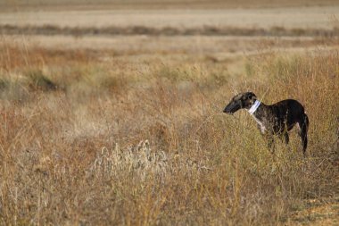 Güzel köpek yabani tavşan avlamak için kullanılan İspanyolca yarış hata ayıklama