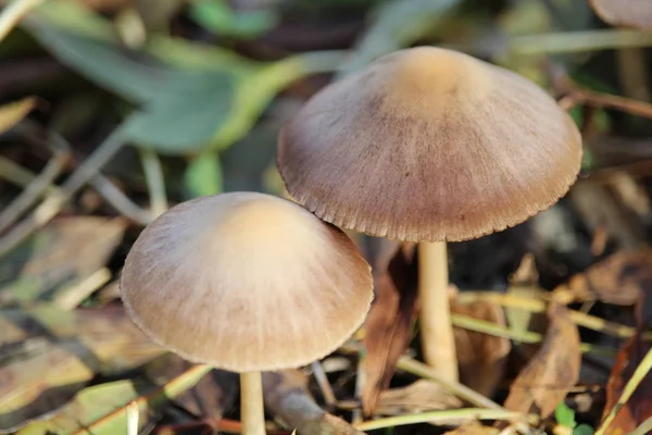 Prachtige Paddenstoelen Regen Geboren Met Zon — Stockfoto