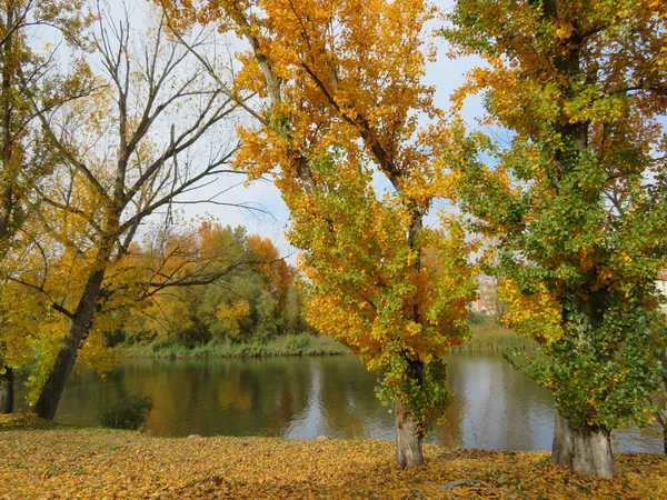 Güzel renk sonbahar ağacı düşen yapraklar