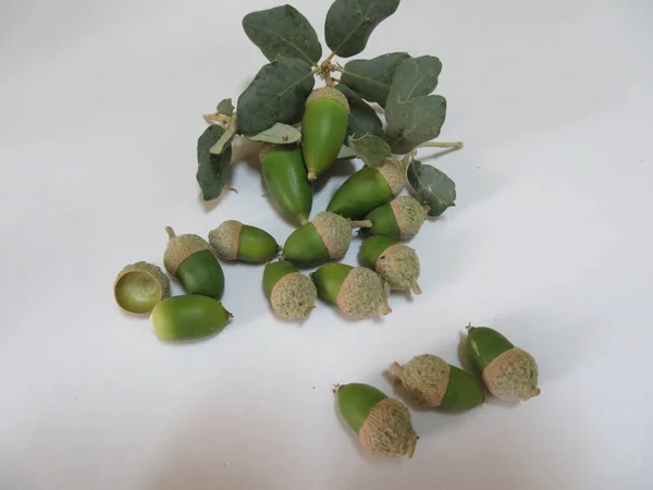 Güzel yeşil meşe palamutları İber domuz için lezzetli