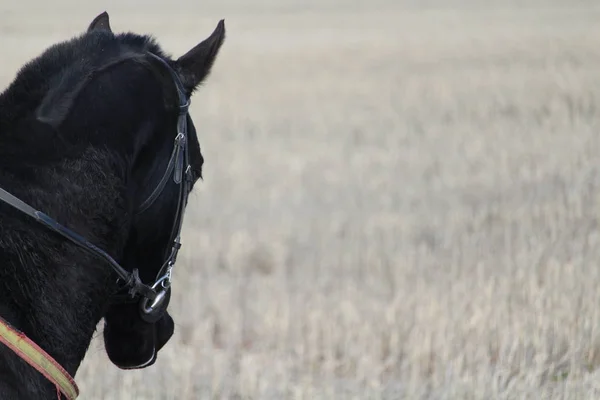 Belo Cavalo Grande Pronto Para Ser Montado Apreciado — Fotografia de Stock