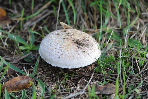 Yağmurdan sonra harika mantarlar, güneşle doğdu