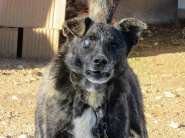 Eski köpek kör kirli ve kötü özelliği savunan muhafaza