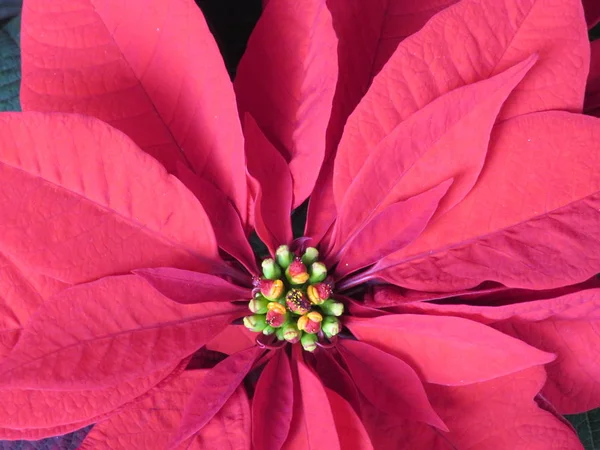 Вкусные Каштаны Привлекательным Великолепным Цветом — стоковое фото