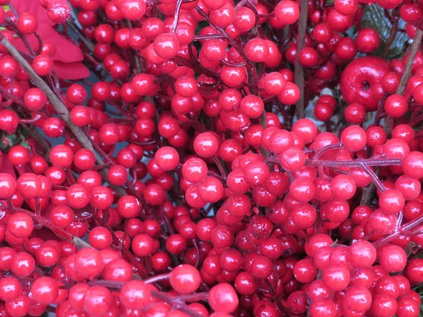 Mooie Rode Bessen Met Een Zeer Intense Kleur — Stockfoto