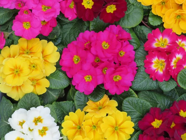 Prachtige Bloemen Met Een Intense Kleur Erg Mooi — Stockfoto