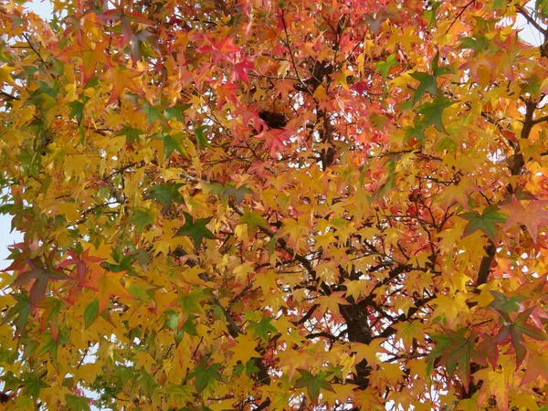 Feuilles Tombées Arbre Automne Belle Couleur — Photo