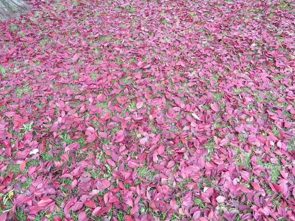 Nedfallna Löv Trädet Hösten Fin Färg — Stockfoto