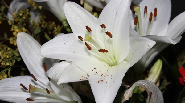 美丽的白色花朵的美妙的颜色和气味奖励 — 图库照片