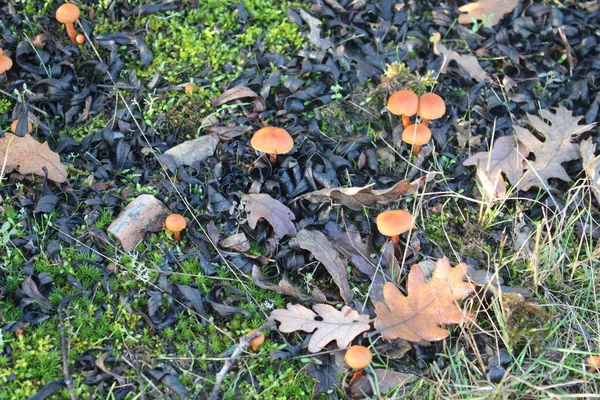 Mooie paddestoelen voor het forest dat wachten tot de — Stockfoto