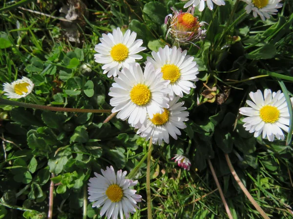 Mooie bloemen van witte en gele kamille van intense kleur — Stockfoto