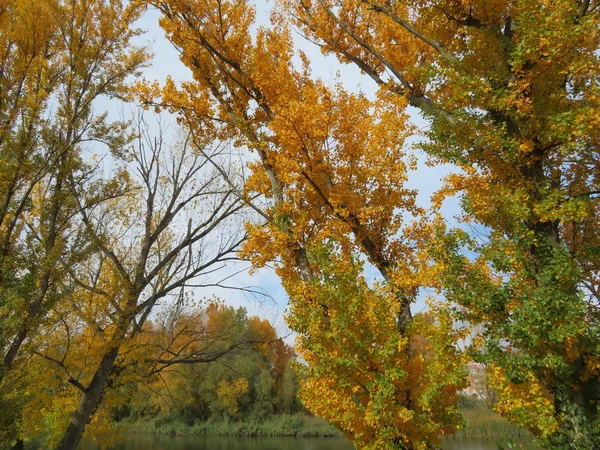 Hojas caídas del árbol en otoño de buen color — Foto de Stock