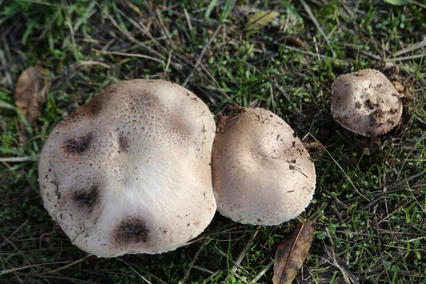 Wunderbare Pilze nach dem Regen, geboren mit der Sonne — Stockfoto