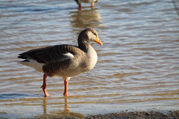 Liberté canards précieux dans la vie à son large — Photo