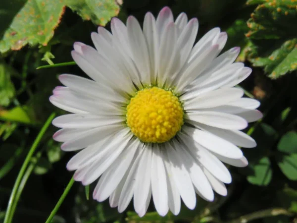 Mooie bloemen van witte en gele kamille van intense kleur — Stockfoto