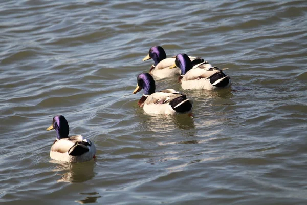 Liberdade patos preciosos em viver a vida para a sua ampla — Fotografia de Stock