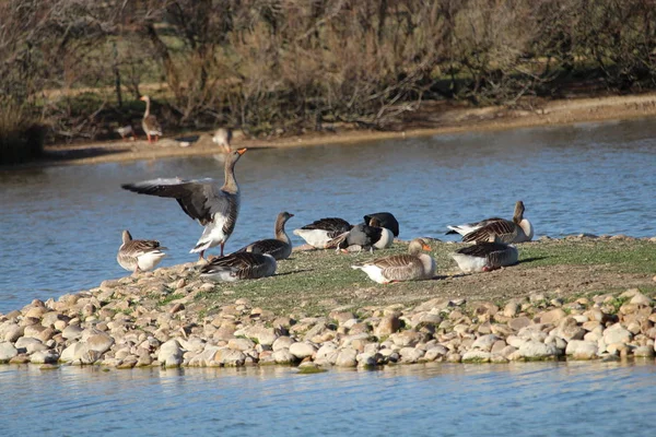 Freiheit kostbare Enten im Leben in seiner weiten — Stockfoto