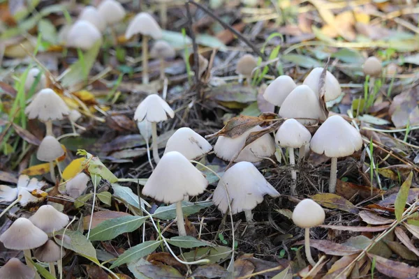 Prachtige paddenstoelen na de regen, geboren met de zon — Stockfoto