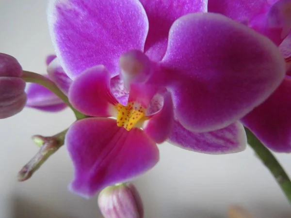 Yoğun renk ve güzellik bir sürü güzel orkide mesken — Stok fotoğraf