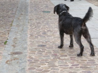 Senin taahhüt için inanılmaz bir yeteneği ile Güzel Köpek