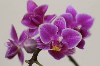 Yoğun renk ve güzellik bir sürü güzel orkide mesken