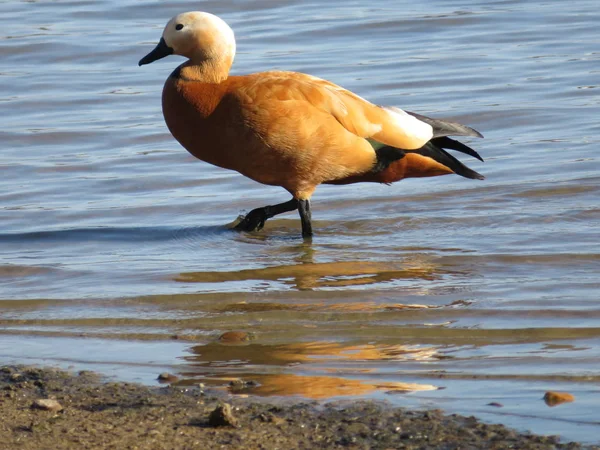 Liberté canards précieux dans la vie à son large — Photo