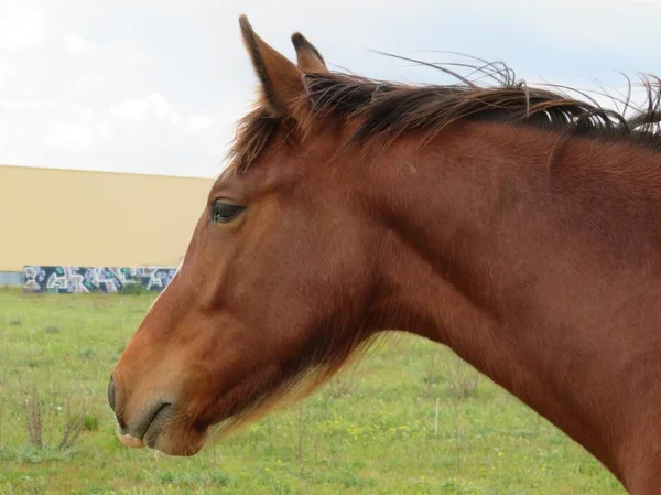Vacker häst av en brun färg och mycket bra och saktmodig — Stockfoto