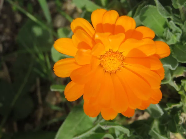 Hermosas flores de un color increíble y un olor especial —  Fotos de Stock