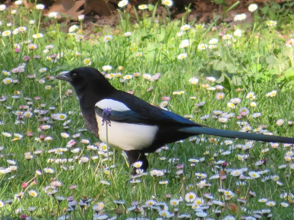 Pássaro preto e branco bonito que não deixa pessoas mais próximas — Fotografia de Stock