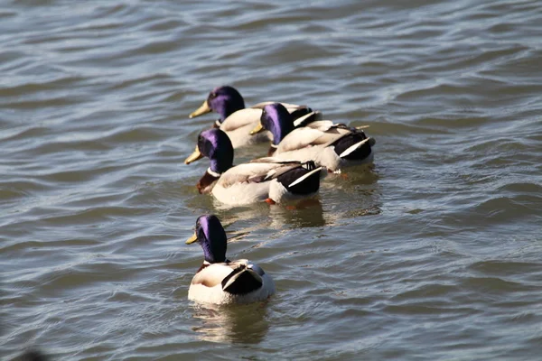 Liberdade patos preciosos em viver a vida para a sua ampla — Fotografia de Stock