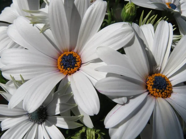 Mooie bloemen van een ongelooflijke kleur en een bijzondere geur — Stockfoto