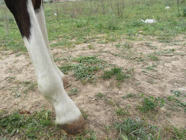 Belo cavalo de uma cor marrom e muito bom e manso Belo cavalo de uma cor marrom e muito bom e manso — Fotografia de Stock