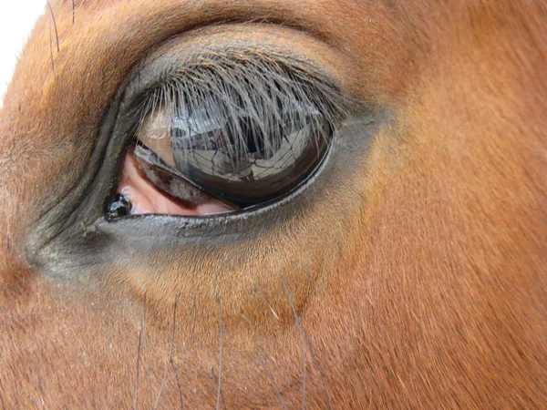 Mooi paard van een bruine kleur en zeer goed en zachtmoedig — Stockfoto