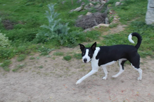 人間に非常に愛情のある美しい黒と白の犬 — ストック写真