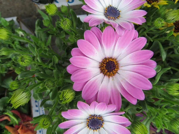 Bellissimi fiori di colori intensi e di grande bellezza — Foto Stock
