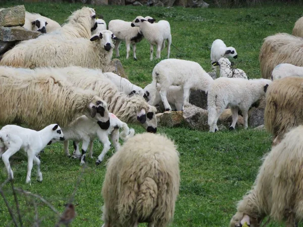 Mooie schapen grazen in het veld blij om vrij te zijn — Stockfoto