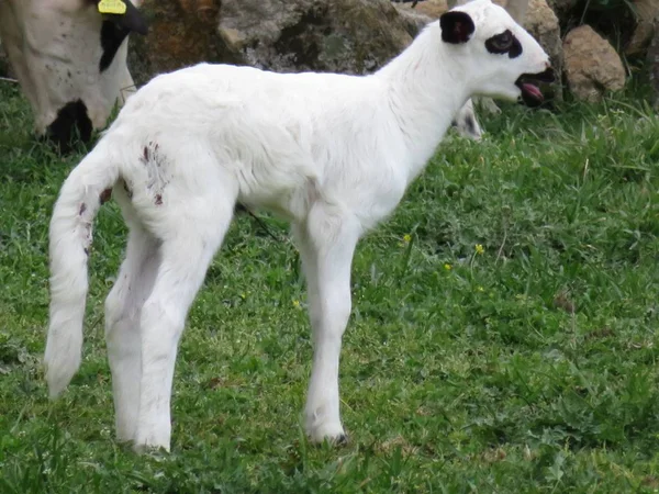 Hermosa oveja con sus corderos en el campo comiendo — Foto de Stock