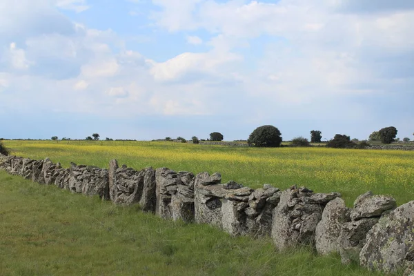 Krásná kamenná zeď, která odděluje pole a zvířata — Stock fotografie
